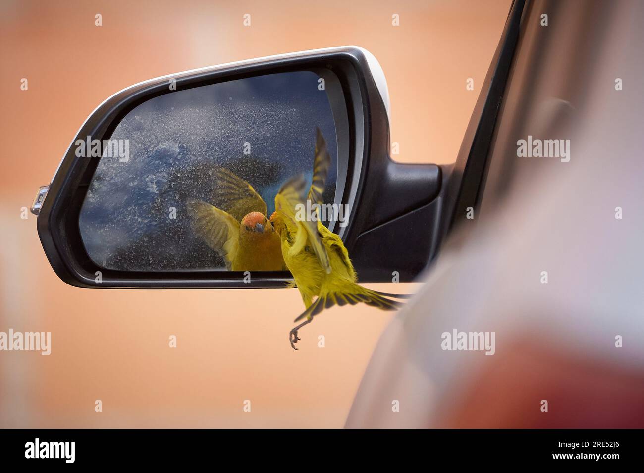 A canary bird is seen bumping into a car's side mirror while interacting  with its own reflection in Franca, Sao Paulo, Brazil, on July 25, 2023.  (Photo by Igor do Vale/Sipa USA