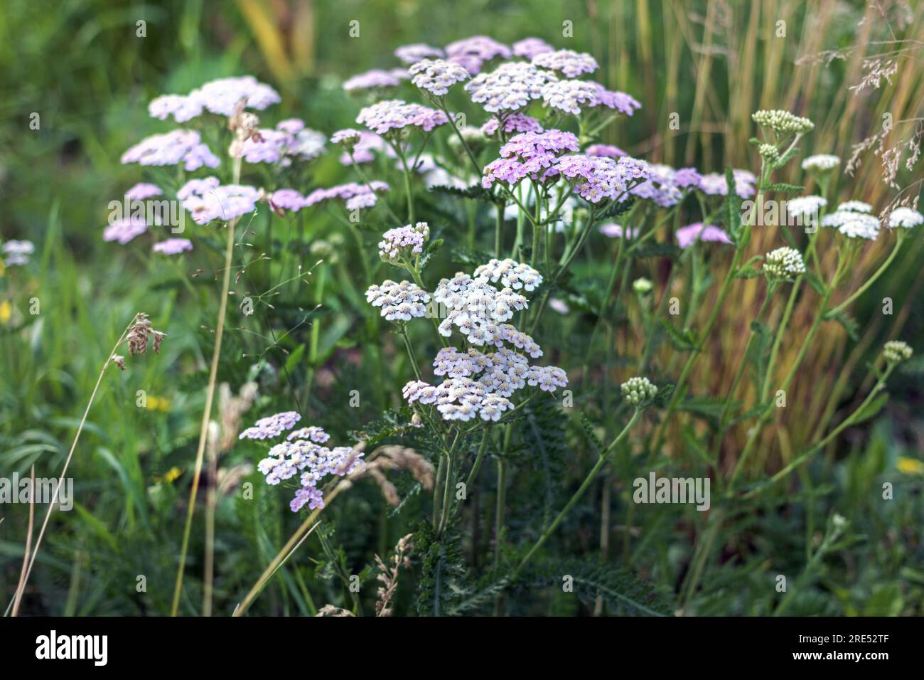 Charming pink and white flowering yarrow at summer happy day Stock Photo