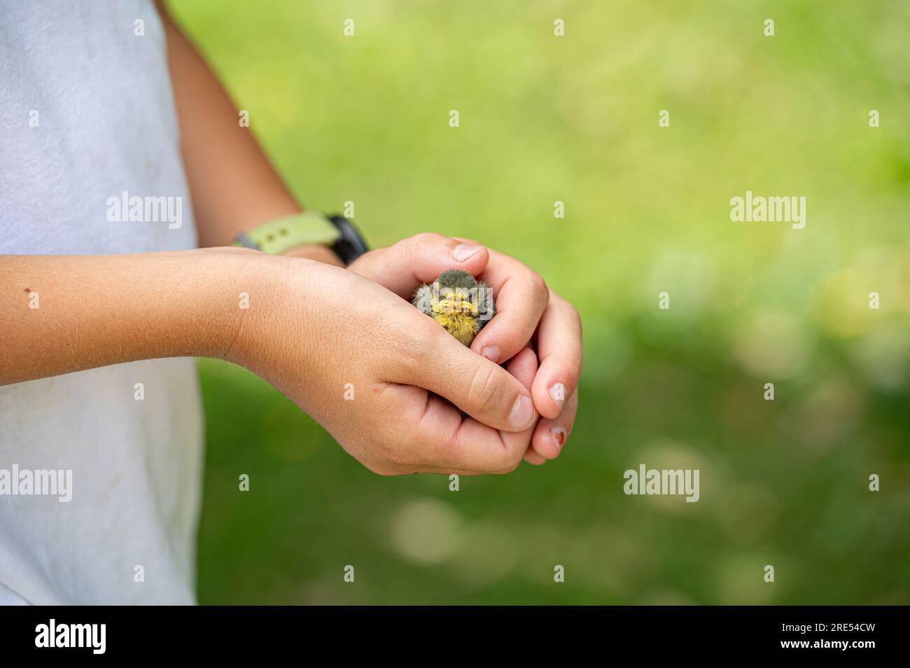 Closeup view of a child holding a delicate baby bird fallen from her