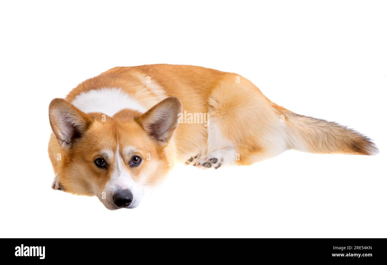 welsh corgi pembroke isolated on white background Stock Photo - Alamy