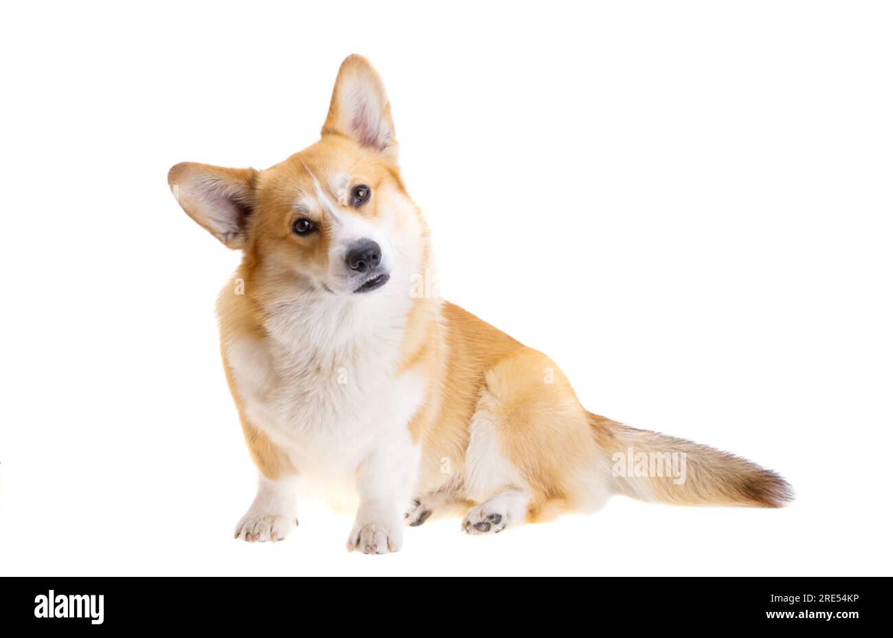 welsh corgi pembroke isolated on white background Stock Photo - Alamy
