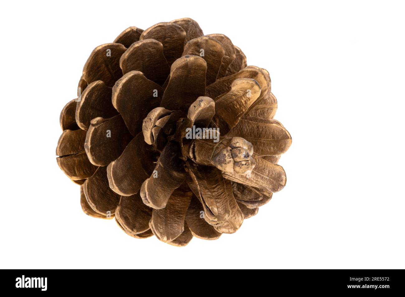 christmas cones isolated on white background Stock Photo - Alamy