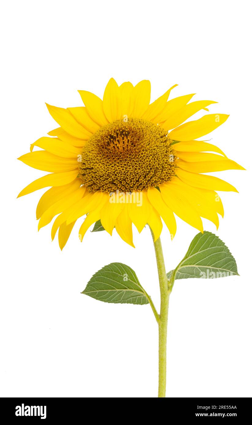 sunflower flower isolated on white background Stock Photo - Alamy