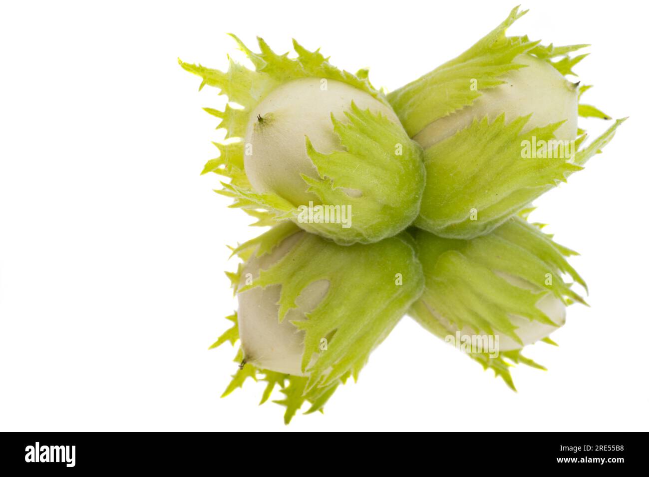 green walnut hazel isolated on white background Stock Photo