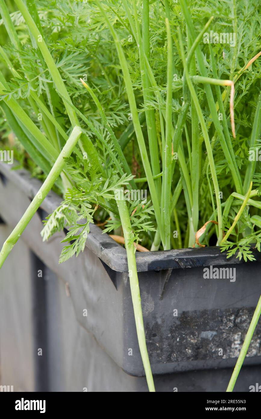 Container grown carrots and spring onions growing as companion plants