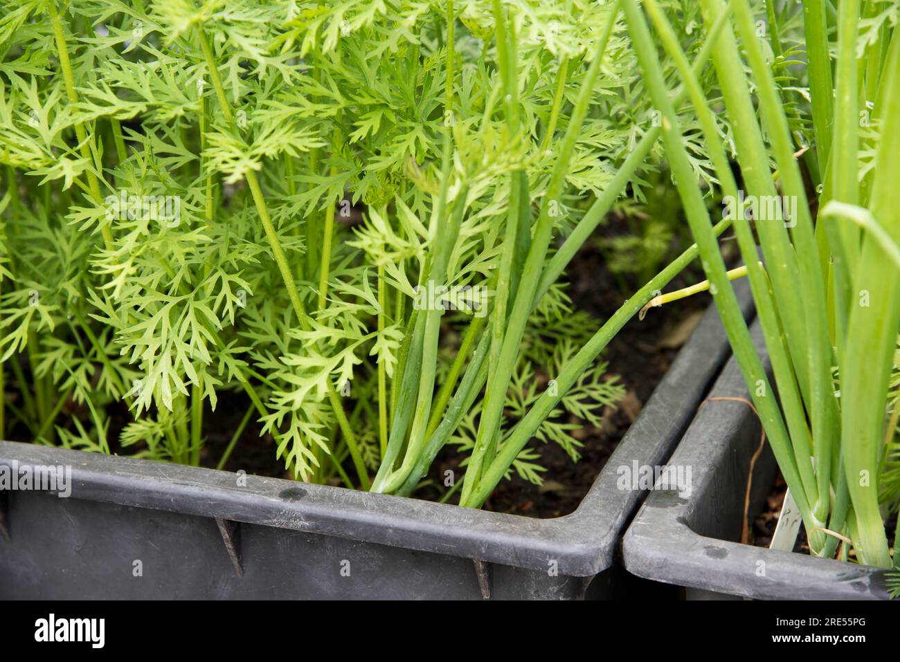 Container grown carrots and spring onions growing as companion plants