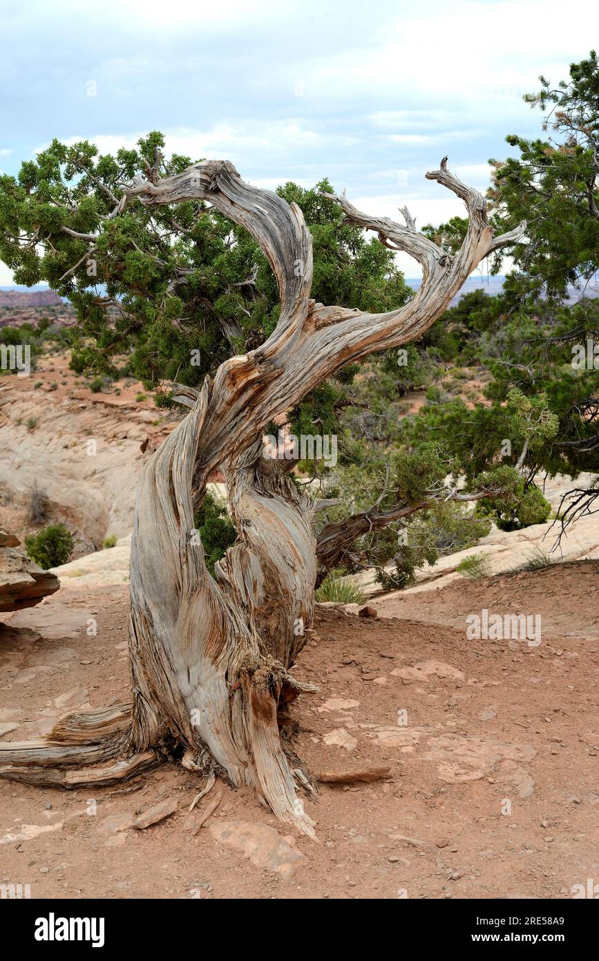 Utah juniper (Juniperus osteosperma) Stock Photo
