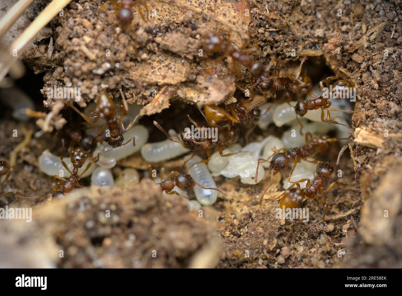Worker Insects Worker insects hi-res stock photography and images - Alamy