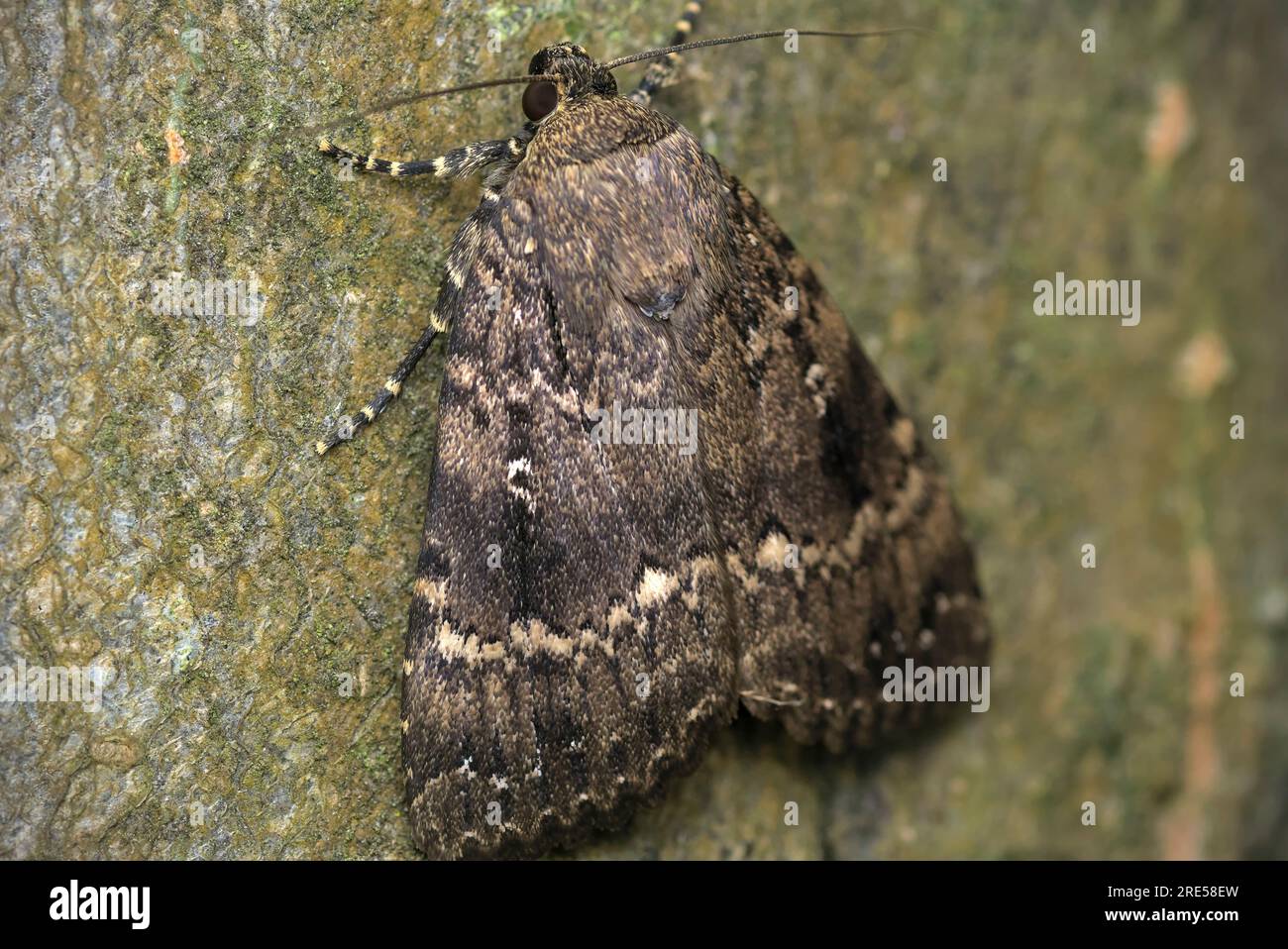 Single Copper Underwing (Amphipyra cf. berbera) on a tree, macro photography, insects, biodiversity, nature, entomology, camouflage Stock Photo