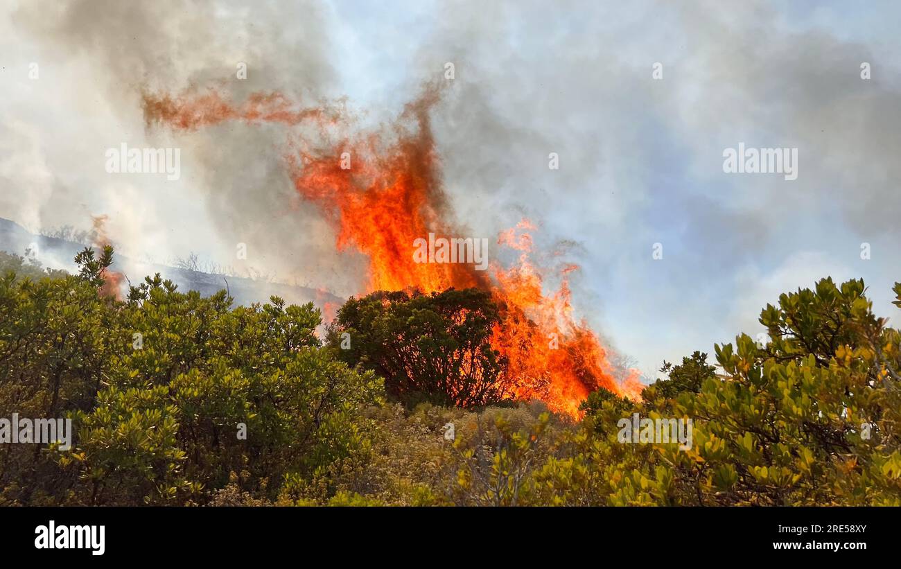 Fire burns vegetation in the central part of the Greek island of Rhodes, on July 25, 2023. (CTK Photo/Pavel Nemecek) Stock Photo