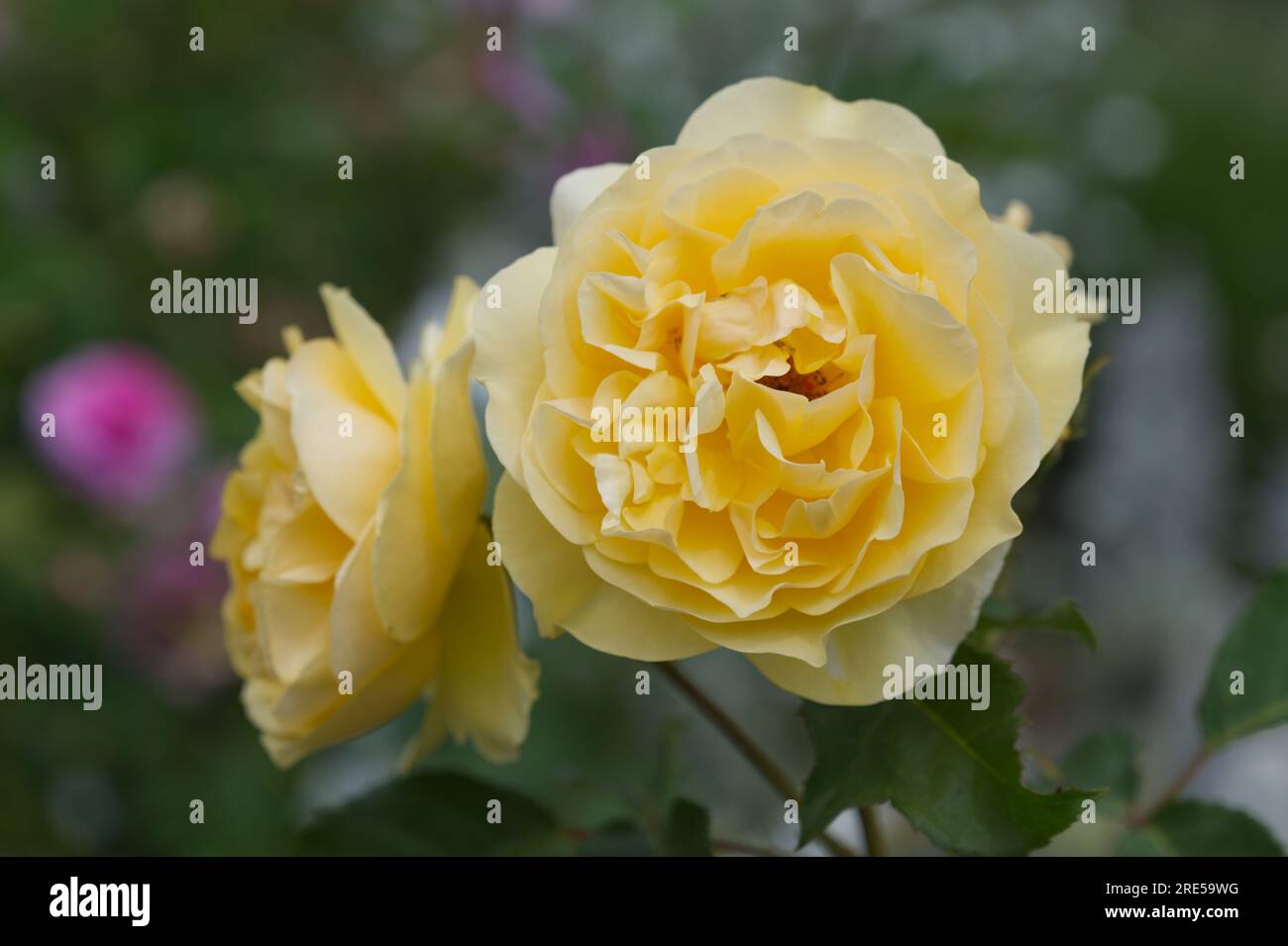 Double Yellow Roses Double yellow flowers of rose Rosa Graham Thomas in UK garden June ...