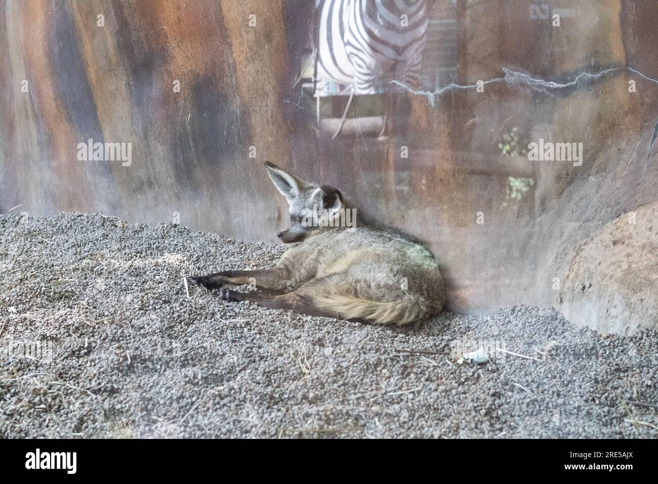 This Bat eared fox is at the Knoxville Zoo Stock Photo