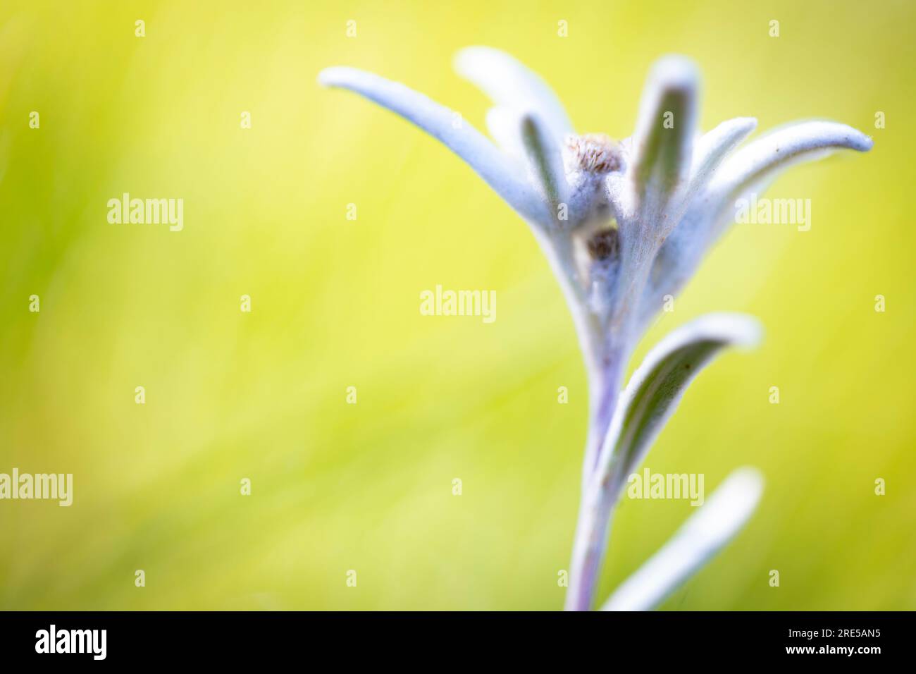 Edelweiss (Leontopodium alpinum) Leontopodium nivale Alpen-Edelweiß Stock Photo
