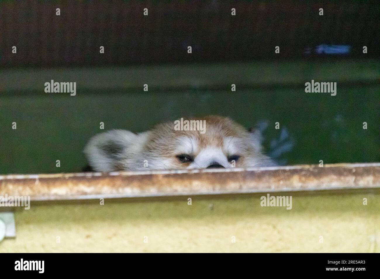 Rare red Panda. Taken at the knoxville zoo Stock Photo Alamy