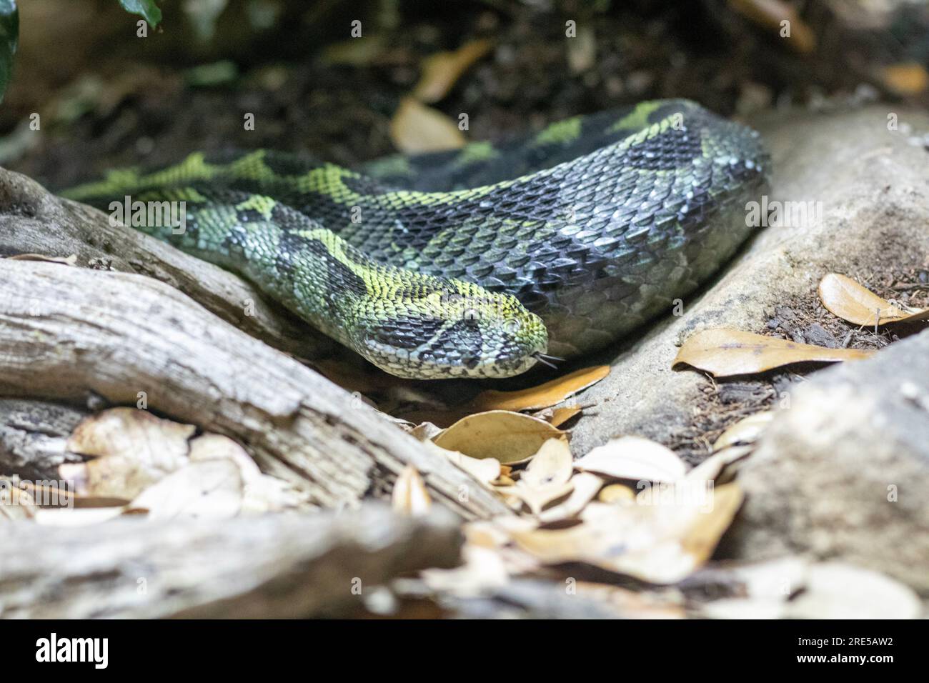 This these were taking at the Knoxville zoo.these snakes are Puff