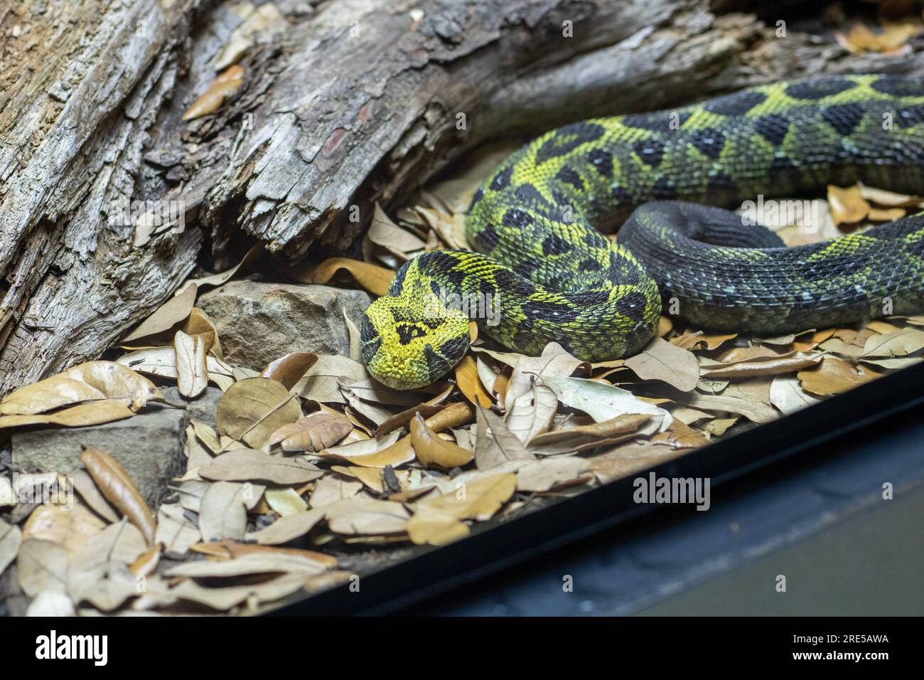 This these were taking at the Knoxville zoo.these snakes are Puff