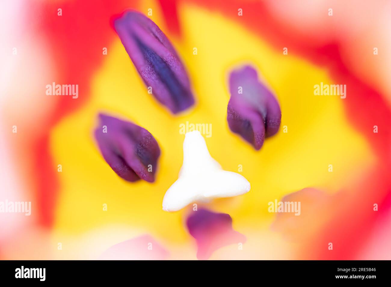 Abstract floreal background made with tulips macro close-up blurred. Abstract colorful background Stock Photo