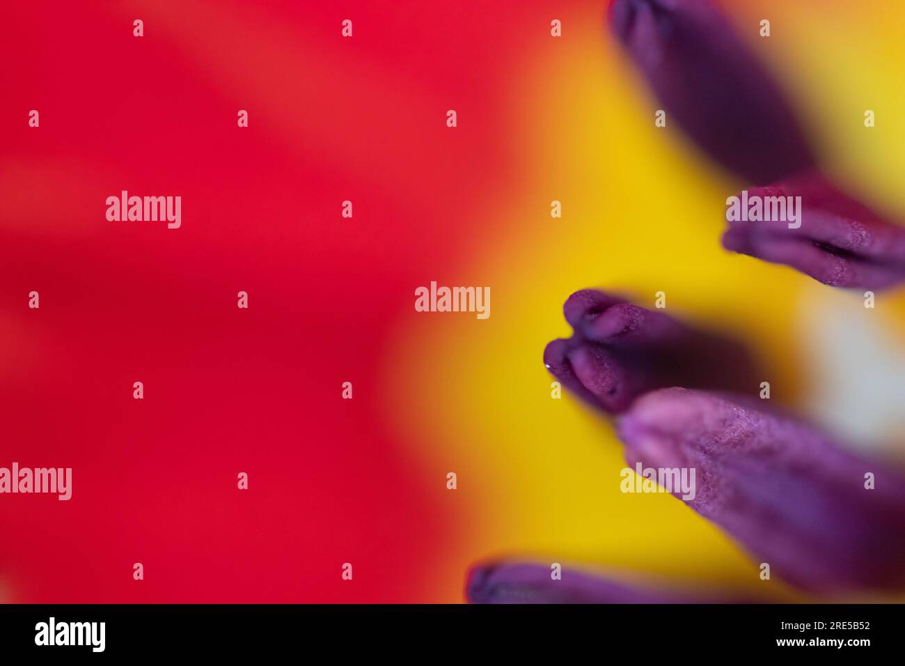 Abstract floreal background made with tulips macro close-up blurred. Abstract colorful background Stock Photo