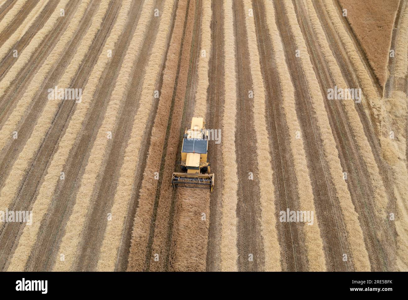 Aerial drone view of a New Holland Combine Harvester harvesting a crop near Cardenden, Fife, Scotland. Stock Photo