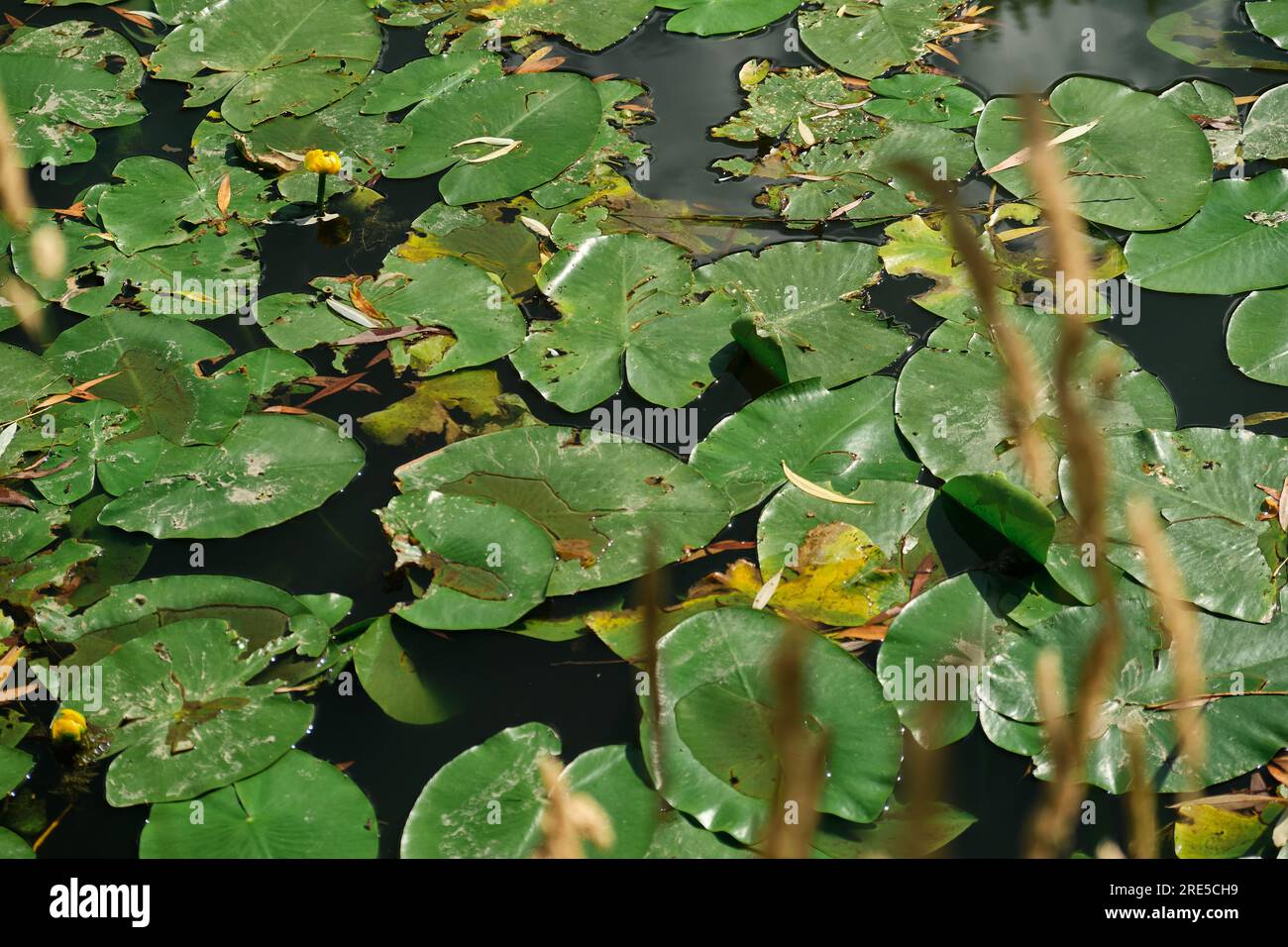 Yellow water lily flowers grow on water. Water lily leaves with small