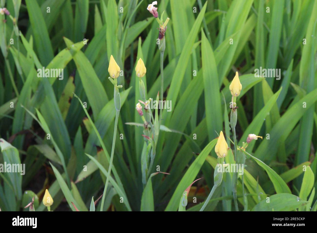 Yellow Tall Bearded Iris Flower plant on farm for harvest are cash