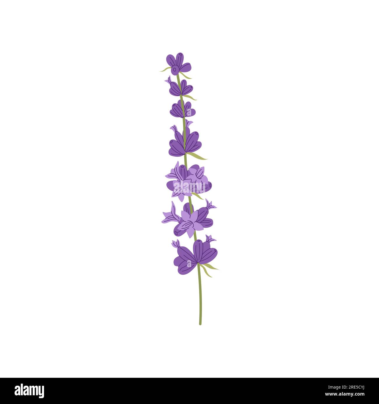 Lavender decorative scented blossom, aromatic lavender bloom with violet buds. Vector wedding invitations decor element, herbal plant of provence fields Stock Vector