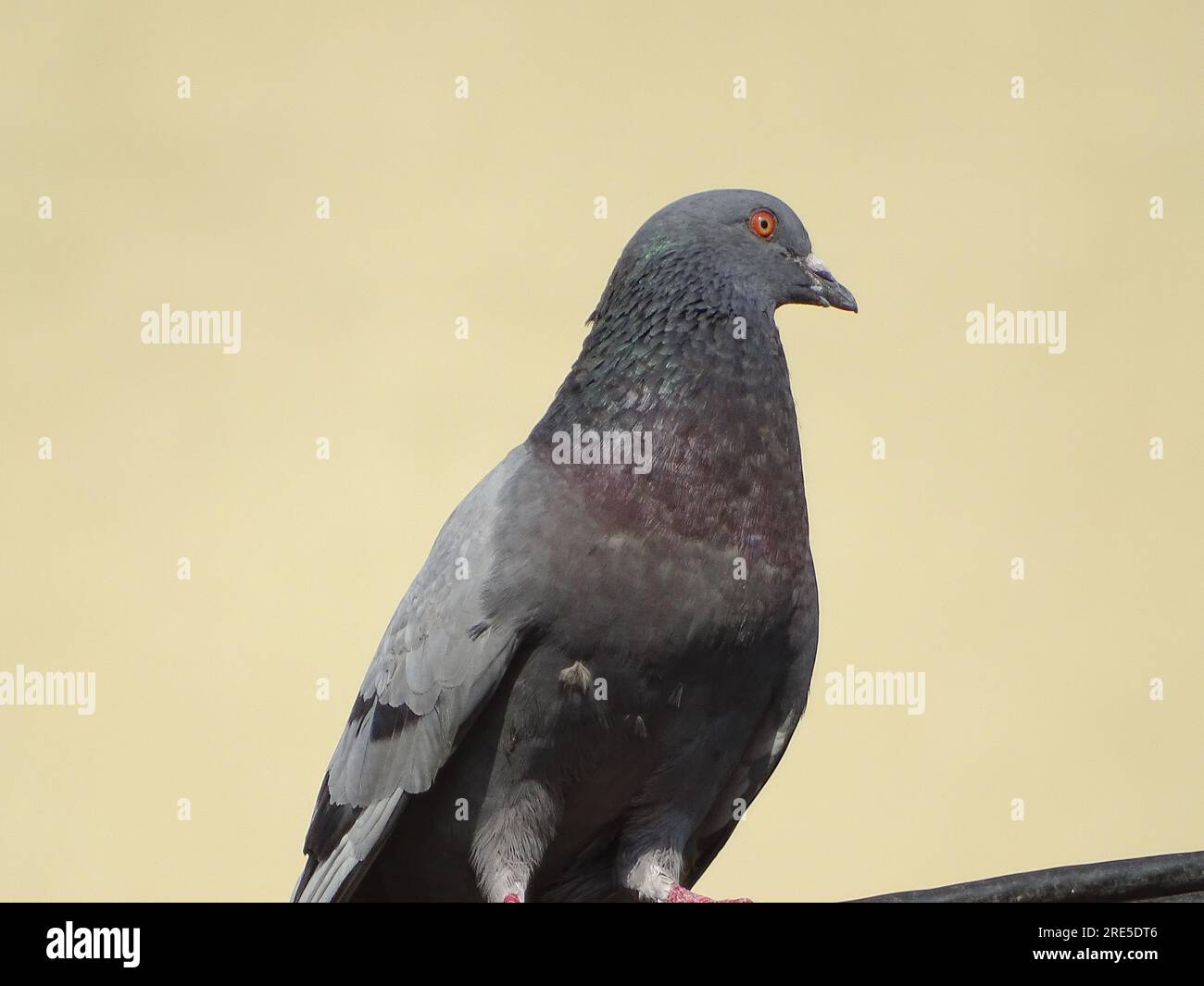 A pigeon sits on a electric wire. In Romania Stock Photo Alamy