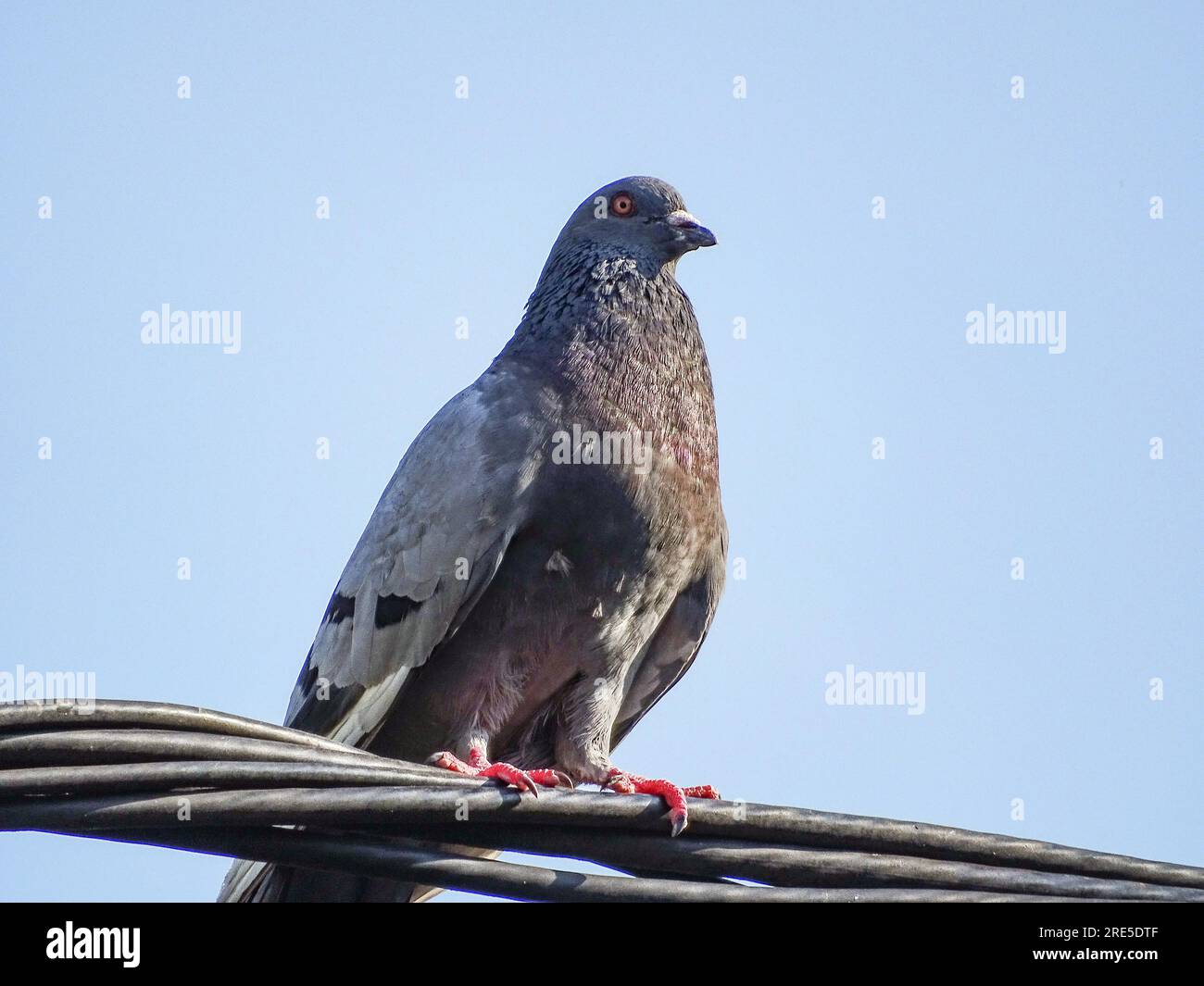 A pigeon sits on a electric wire. In Romania Stock Photo Alamy