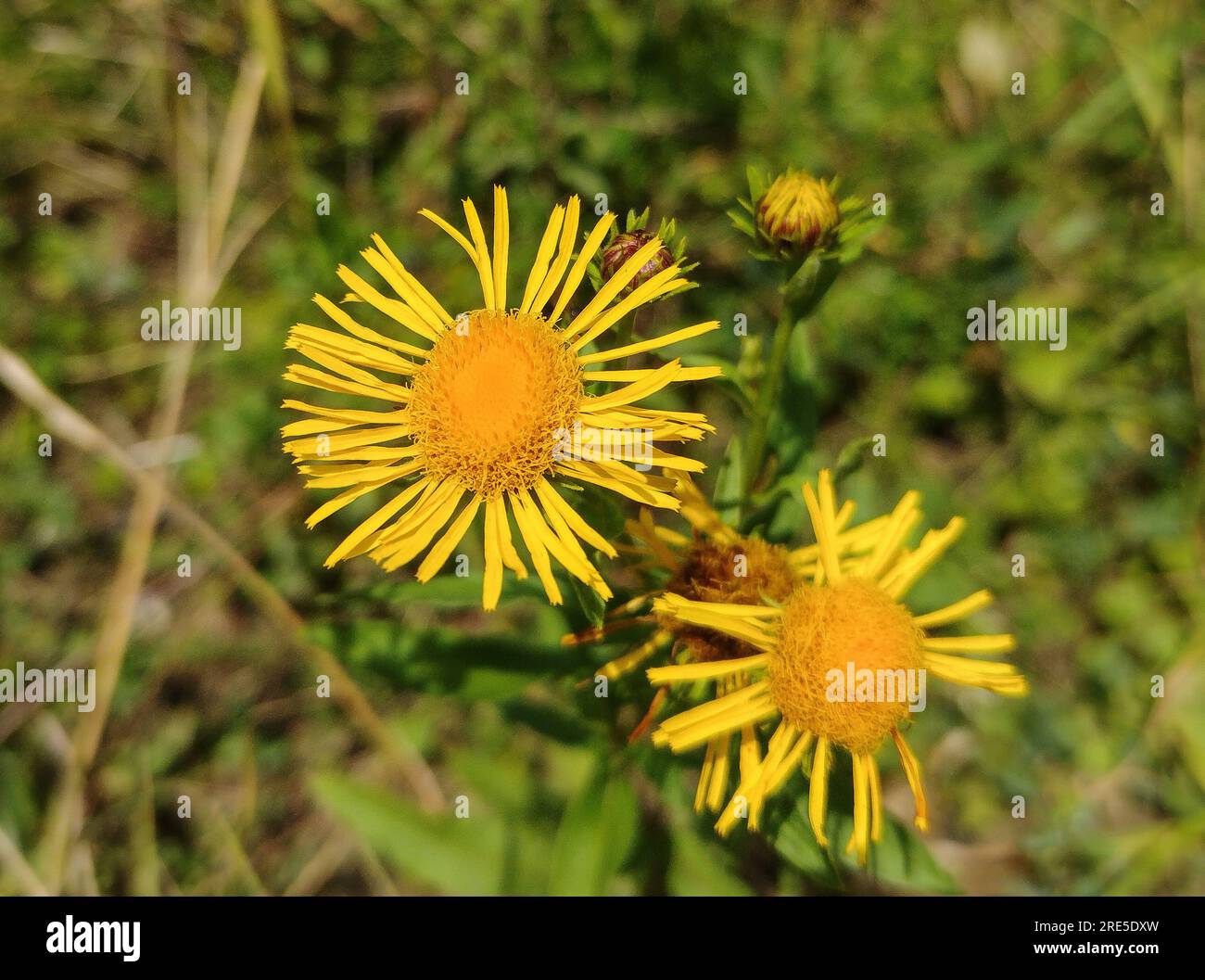 British elecampane flowers in the summer. Pentanema britannica Stock Photo