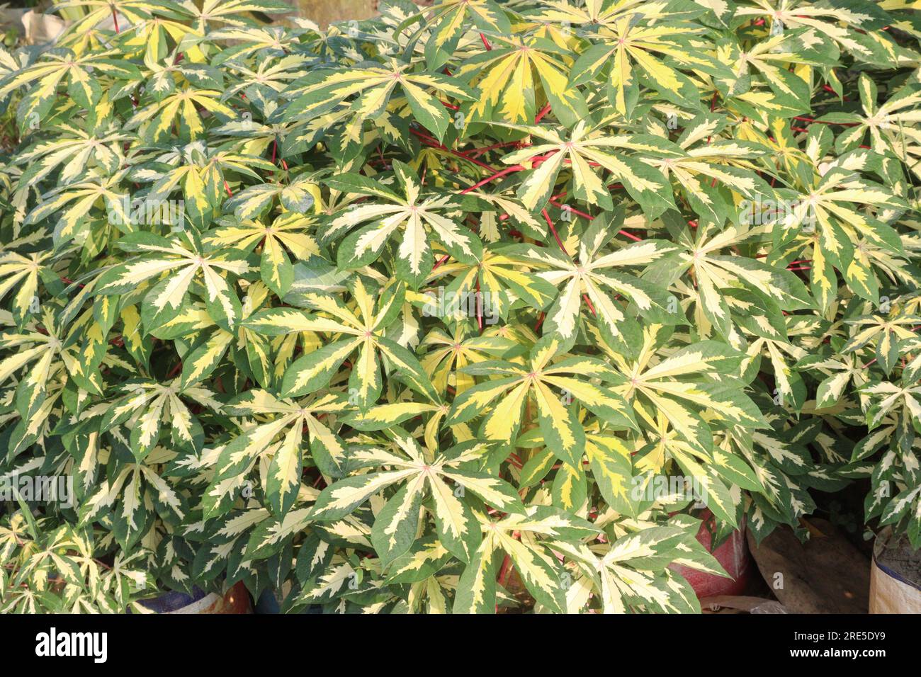 lupine saatgut Weiße Süßlupine Bio-Keimsaat, 500 g – Eschenfelder main image 1