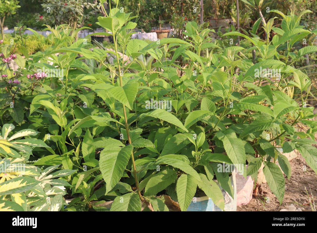 Tecoma stans flower plant on farm for harvest are cash crops Stock Photo