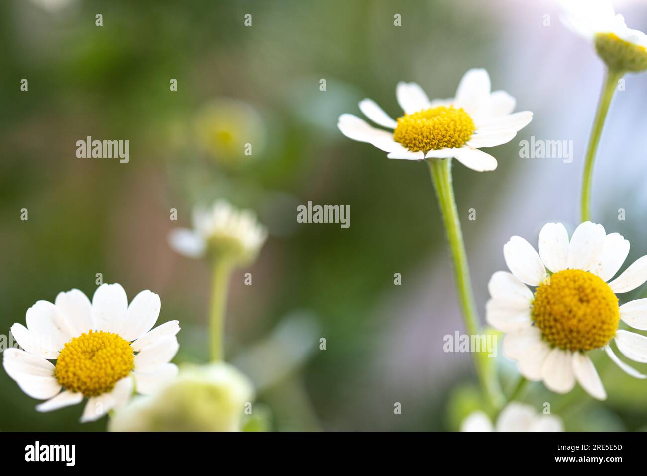 White flowers of small daisies in a natural field. wildflower flower buds,  typical spring flowers. Spring, change of season with flowers like chamomil  Stock Photo - Alamy, image size:1300x956