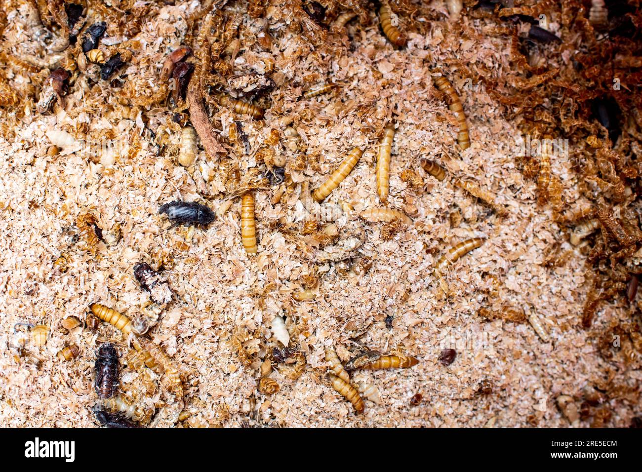 breeding of insects and larvae for food purposes. Insect larvae grow