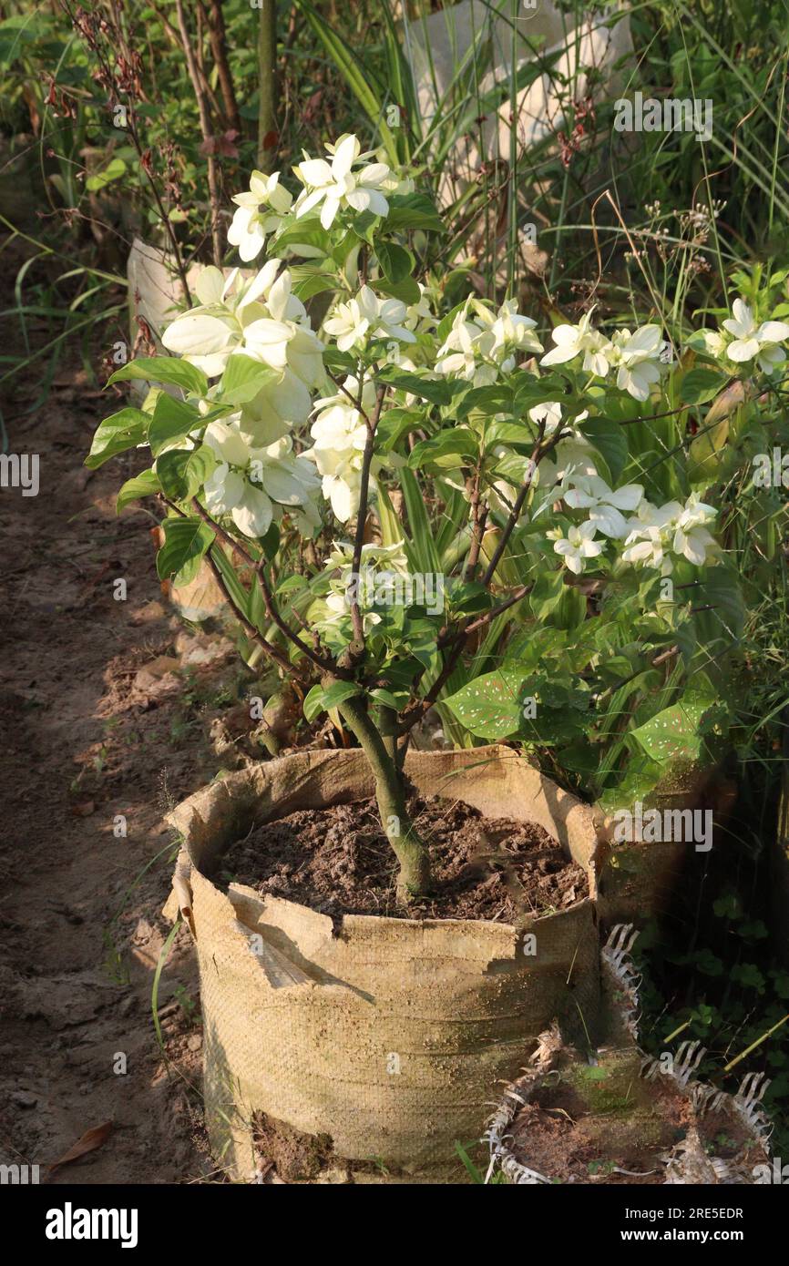 Malabar nut flower plant on farm for harvest are cash crops Stock Photo