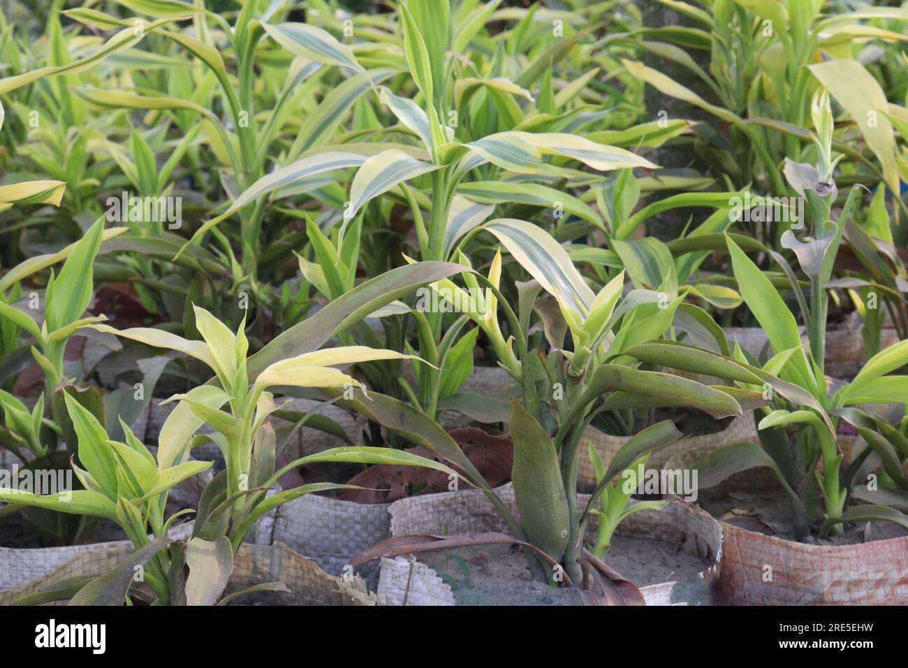 Dracaena fragrans tree plant on bag in farm for harvest are cash crops Stock Photo