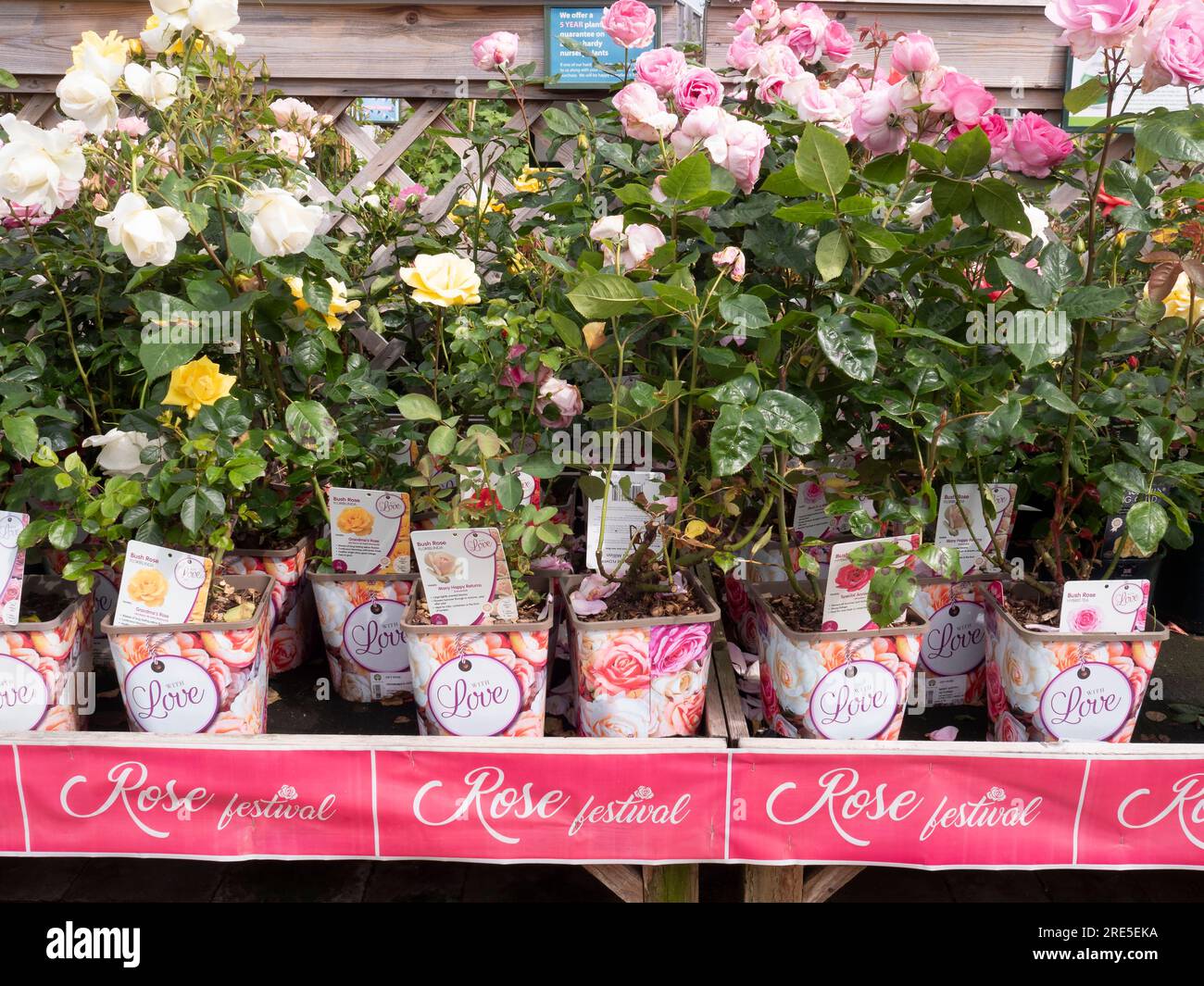 Bush roses Floribunda several species and colours for sale in a Yorkshire garden centre Stock Photo