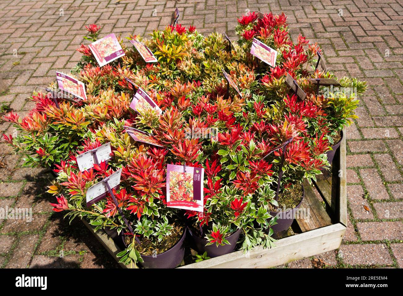 Pieris Japonica Carnaval plants for sale in a Garden Shop in Guisborough North Yorkshire Stock Photo