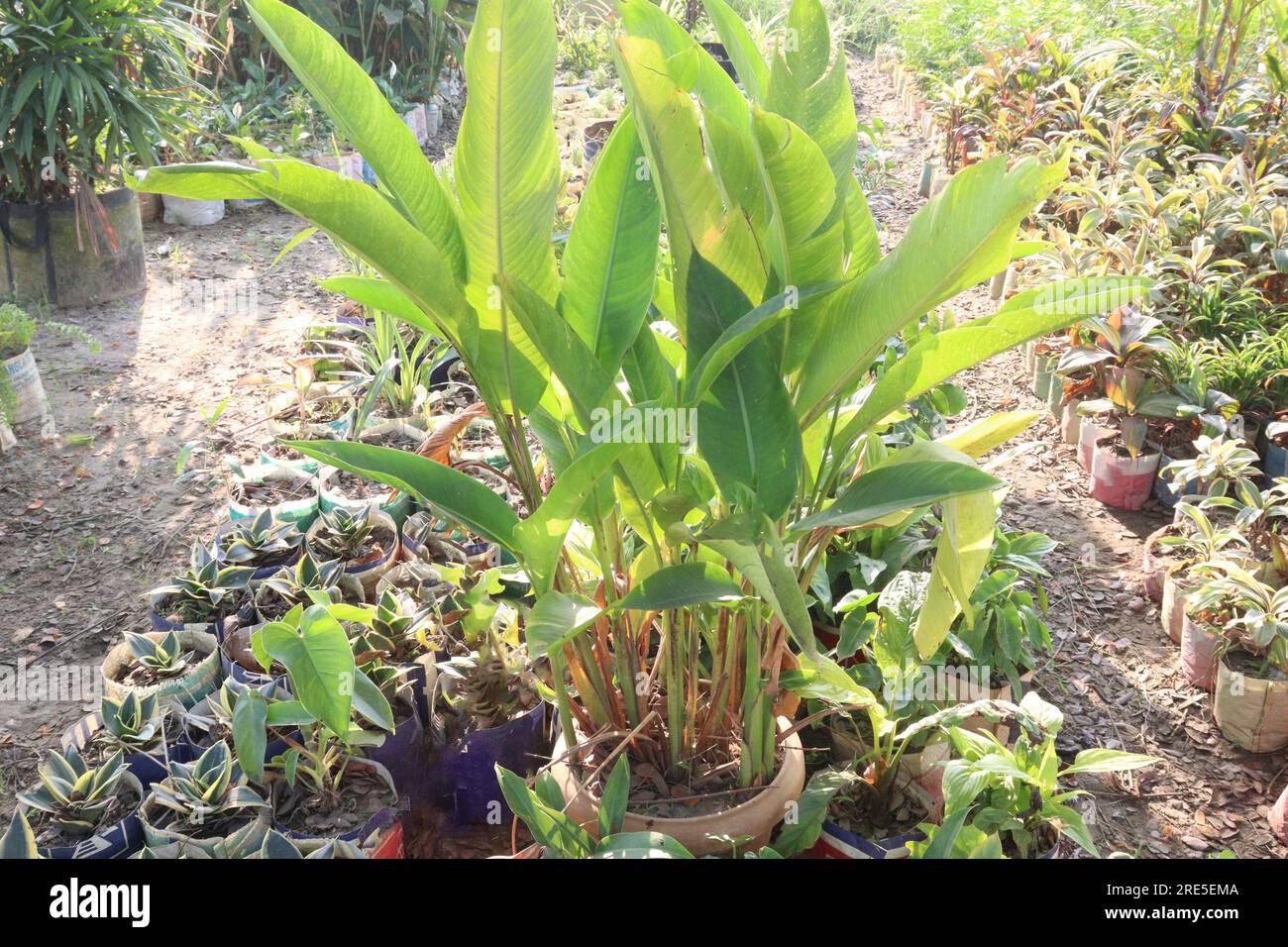 Heliconia bihai flower tree in farm for harvest are cash crops Stock ...