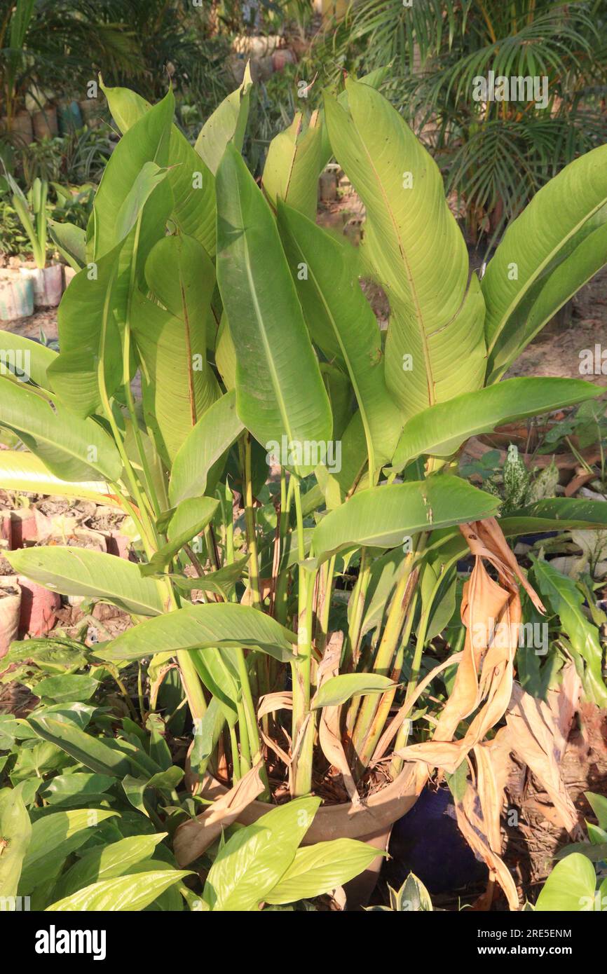 Heliconia bihai flower tree in farm for harvest are cash crops Stock ...