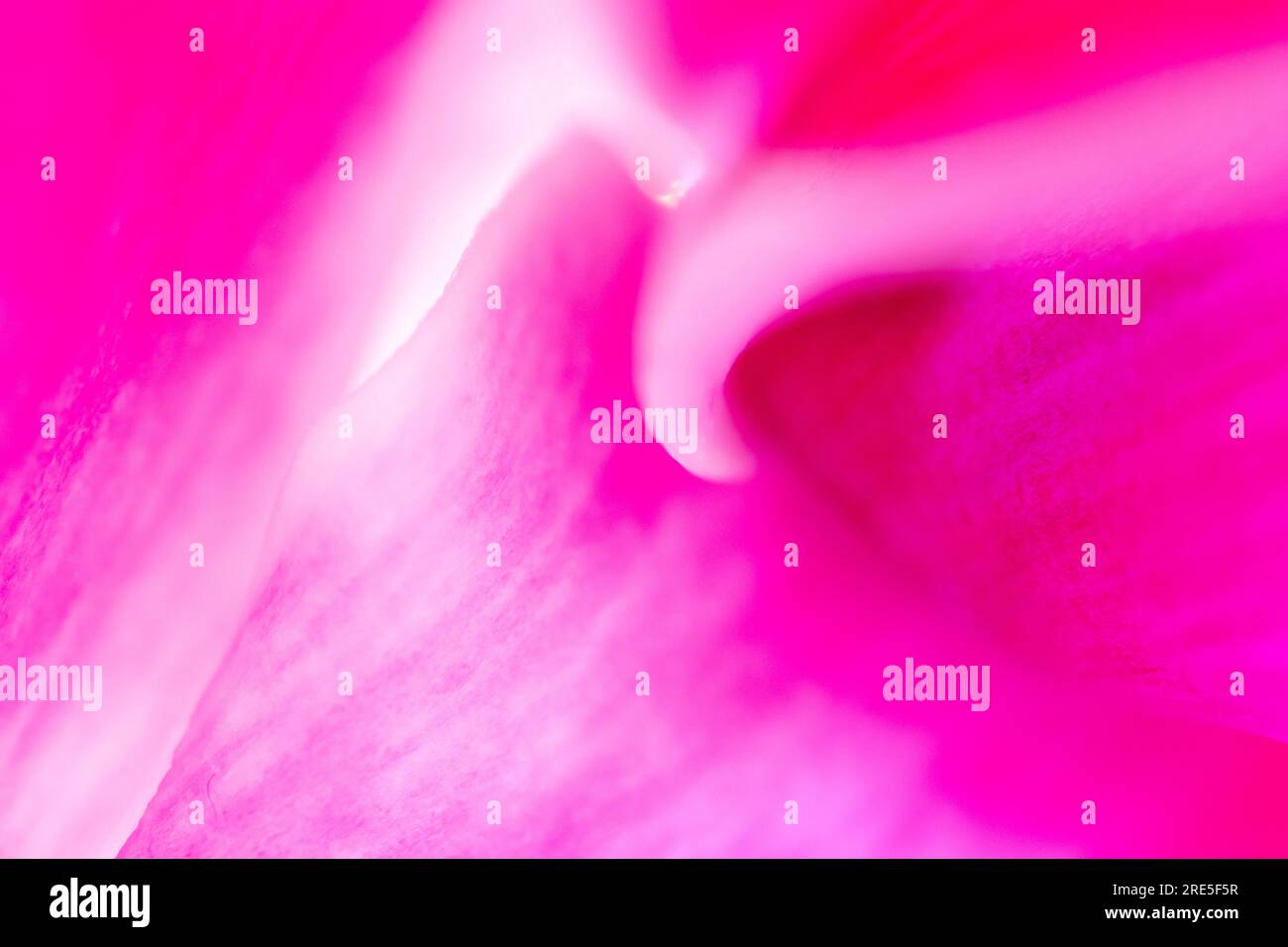 Abstract pink background with bright colors and smooth soft effect ...