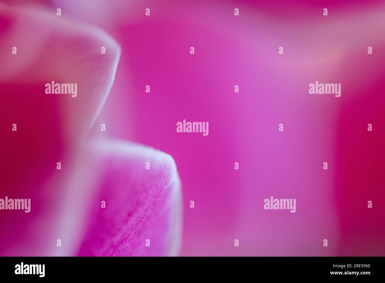 Abstract pink background with bright colors and smooth soft effect ...