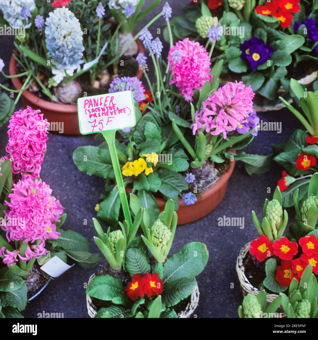Flower market Paris, France. Hyacinth and primrose potted plants for sale. Spring flowers in pots for sale. Horticulture Stock Photo