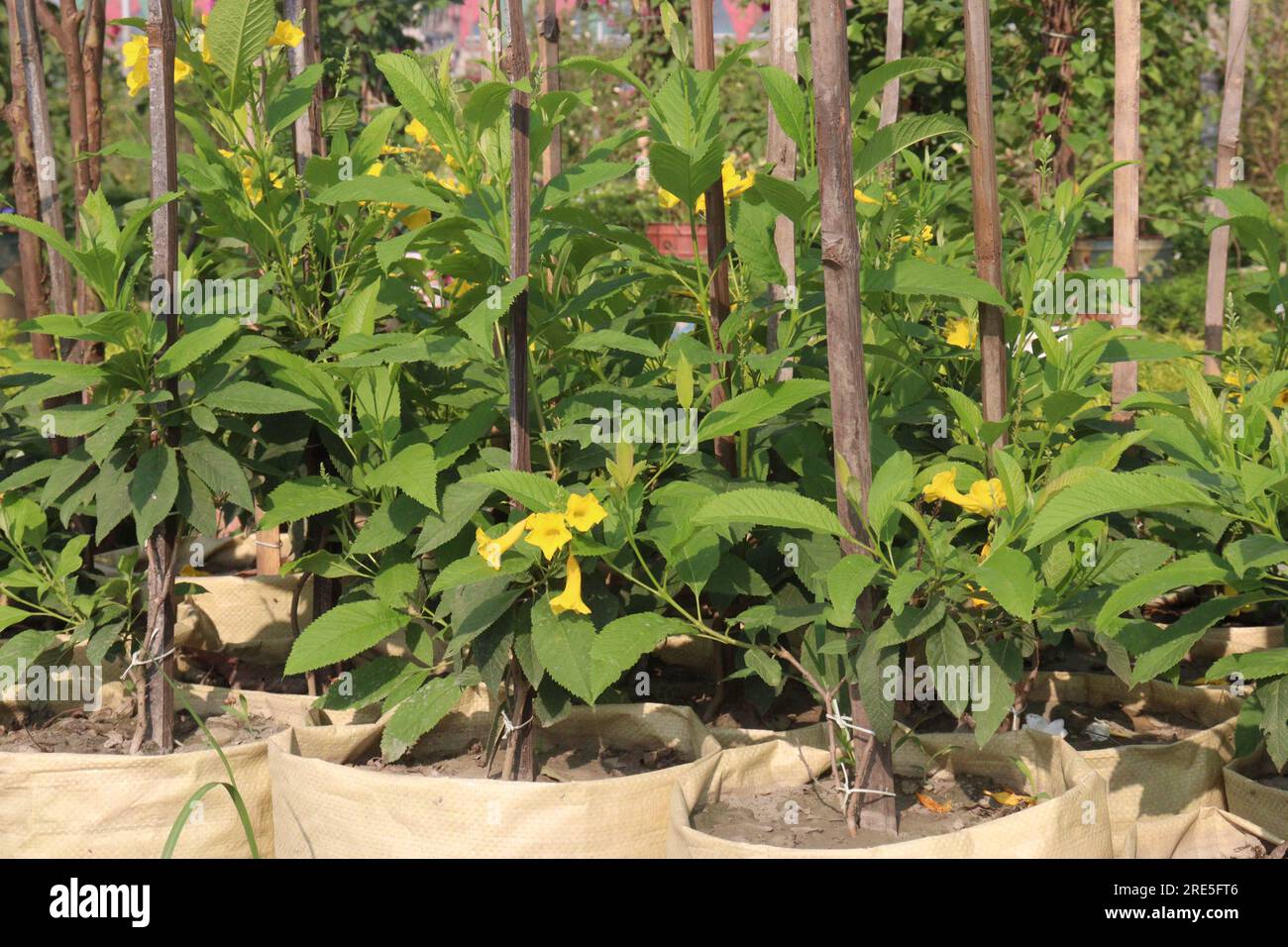 Tecoma stans flower plant on farm for harvest are cash crops Stock Photo