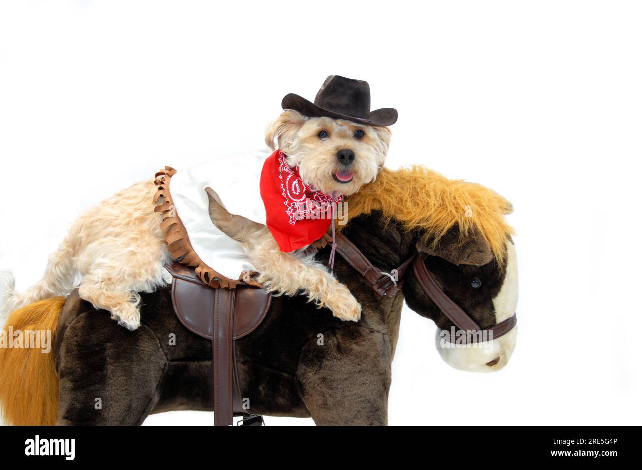 Silky poo wears cowboy hat, vest and bandanna as he rides his pony.  All white background with copy space. Stock Photo