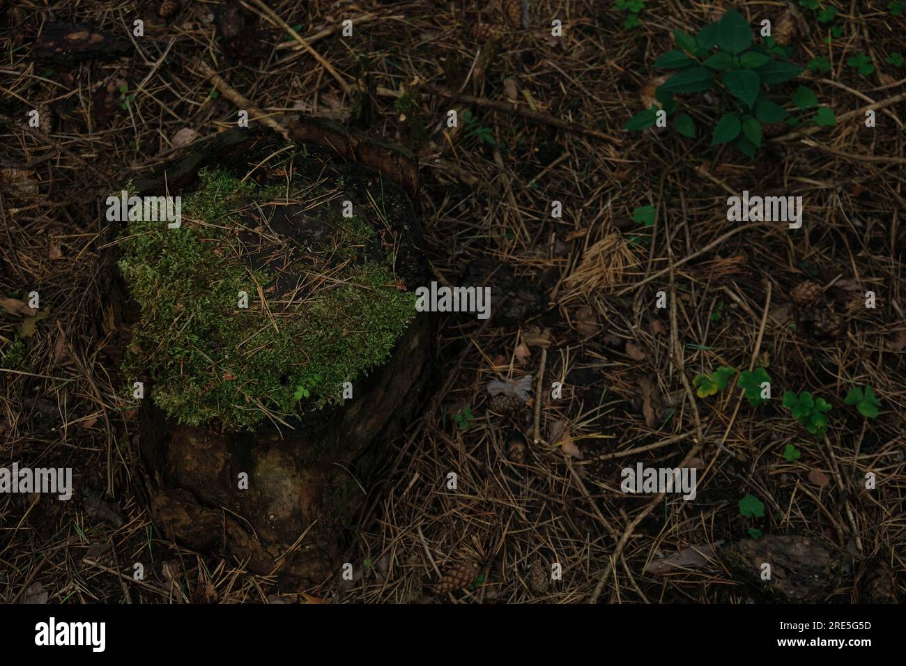 an old rotten stump with roots sticking out of the ground overgrown ...