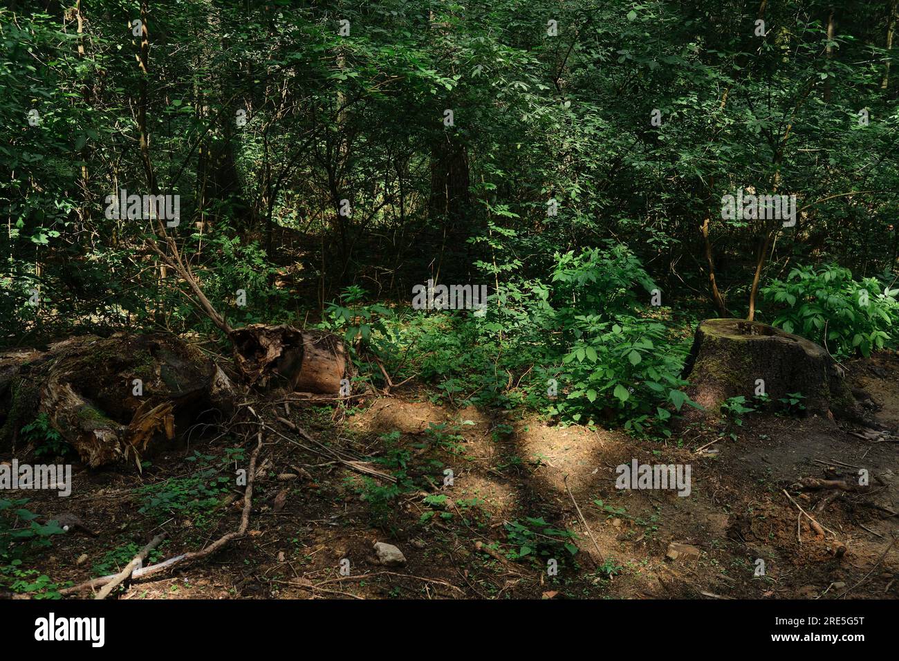an old rotten stump with roots sticking out of the ground overgrown ...