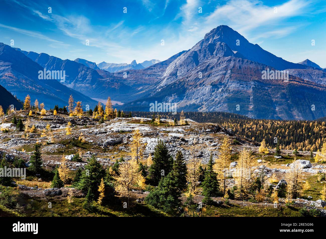 Mountain larch trees in fall colours overlooking a hiking trail and the