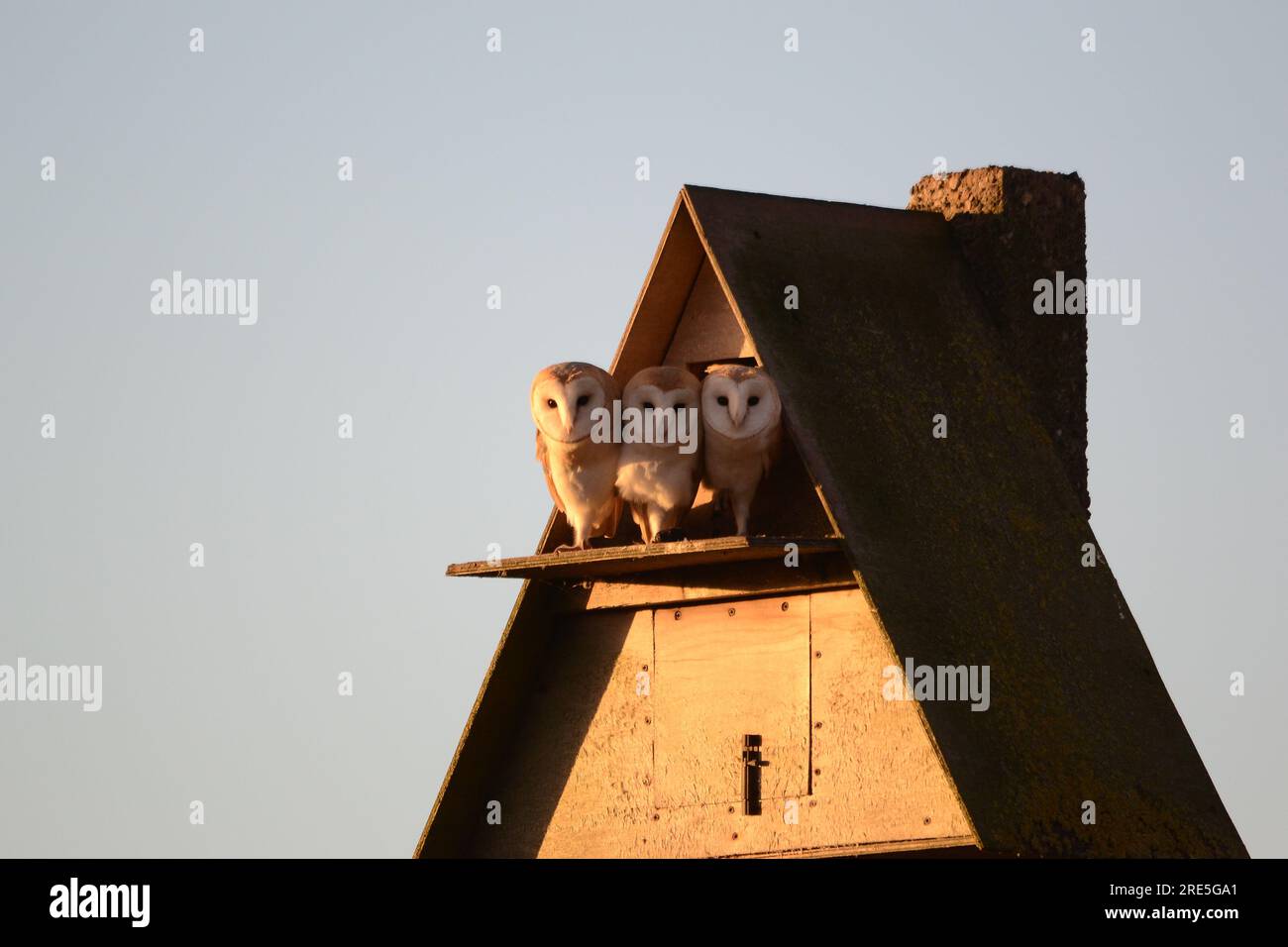 Barn Owls - Parliament Stock Photo