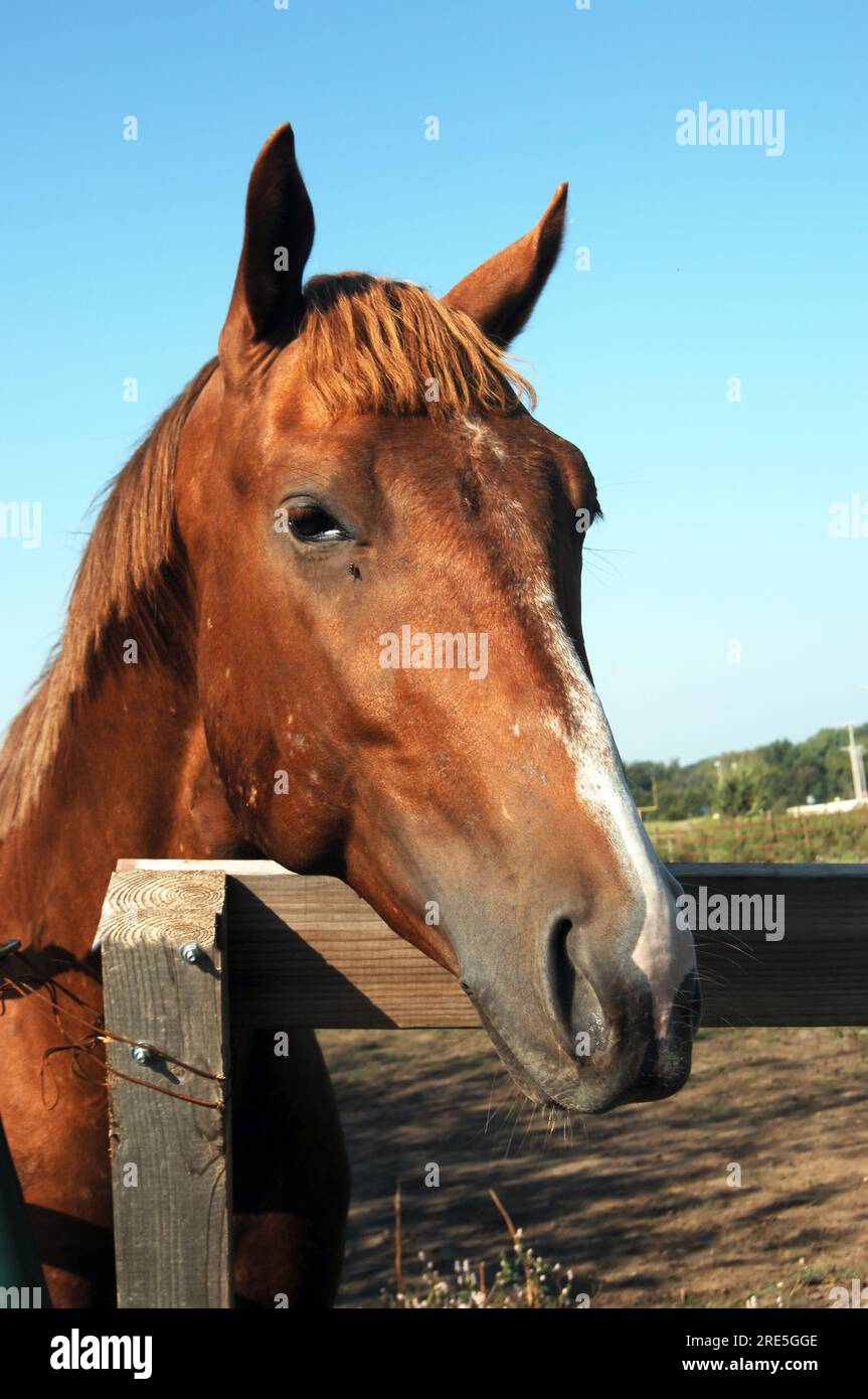 Chestnut colored quarter horse puts his muzzle over a wooden fence as