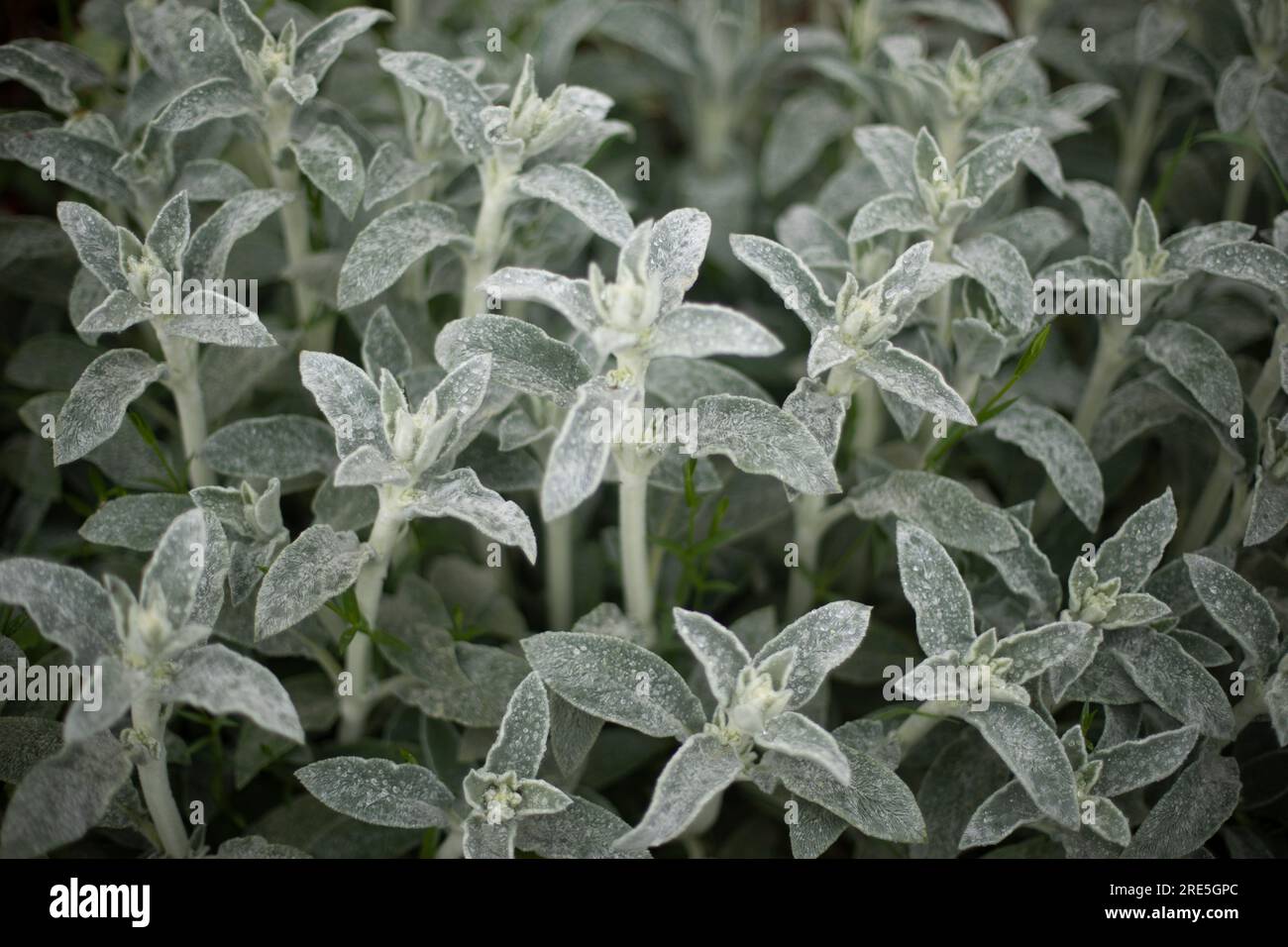 Green stems of plant. Garden plant without flowers. Texture of greenery  Stock Photo - Alamy